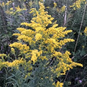 Goldenrod