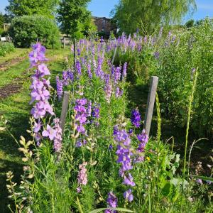 Spring Blooming flowers in rows at Blooming Meadows Farm