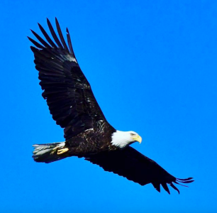 Mercer Lake Bald Eagle 1