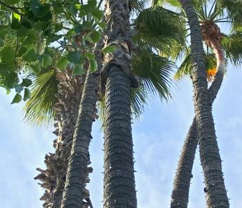 palm trees and blue sky