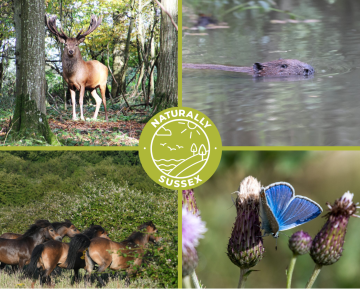 Sussex Safari blog image