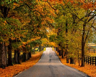 Fall Guide to Lexington, Kentucky