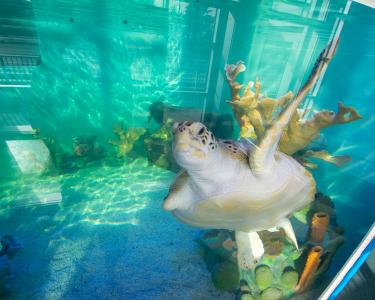 Sea turtle swimming in an aquarium tank at Sea Turtle Inc. on South Padre Island, Texas, highlighting marine wildlife conservation