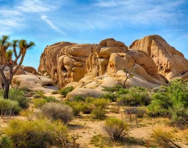 Joshua Tree Camping