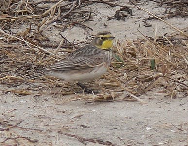 Horned Lark