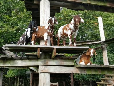 The Goat Boardwalk