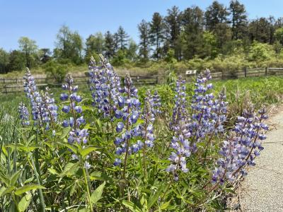 Lupine at Albany Pine Bush Preserve