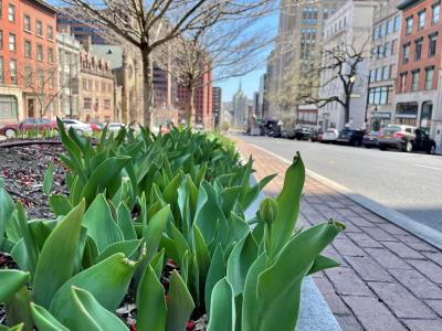 Tulip Beds on State Street
