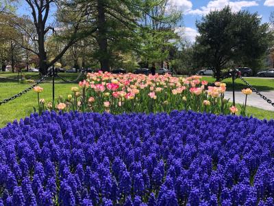 Washington Park tulips