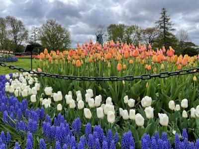 Tulips in Washington Park