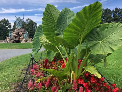 Washington Park tropical plants