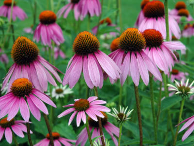 Close-up of bright pink flowers with yellow centers.