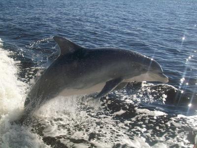 Dolphin jumping in the wake of a King Fisher Fleet boat