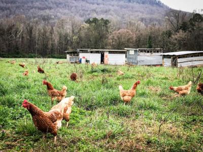 Egg-laying Hens at Sequatchie Cove Farm