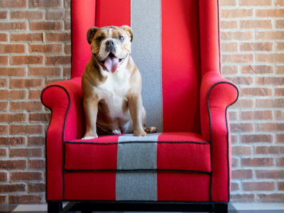 Scarlett Ann, the hotel dog at Graduate Columbus, sitting in a scarlet and grey chair