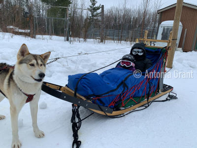 Guided tours like dogsledding are fun for all ages by Antonia Grant