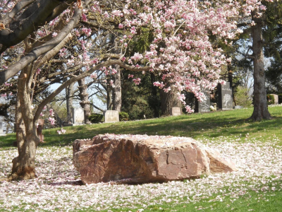 Woodland Cemetery Magnolia Tree