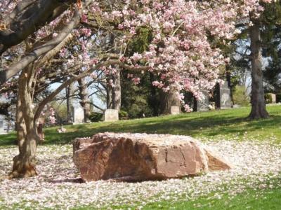 Woodland Magnolia Tree