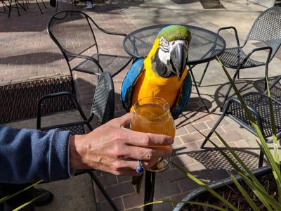 Macy sits with her owner at an outdoor patio in downtown Fayetteville.