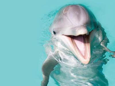 Ocean Adventures Marine Park Dolphin picture