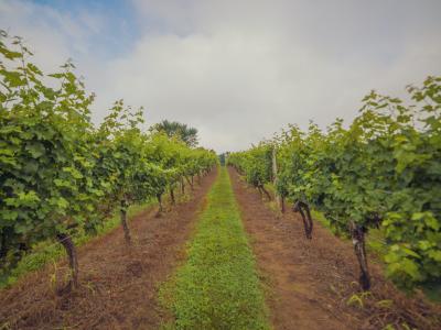 Fiore Grape Vines