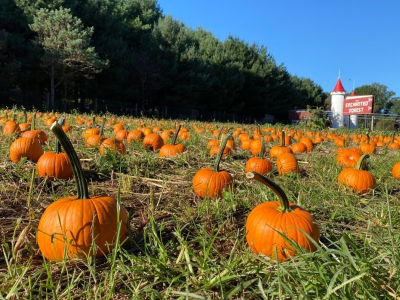 Pumpkin Patch at Clark's Elioak Farm
