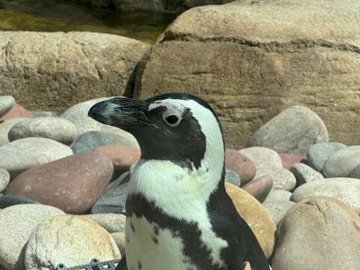 Penguin Cove at Columbian Park Zoo