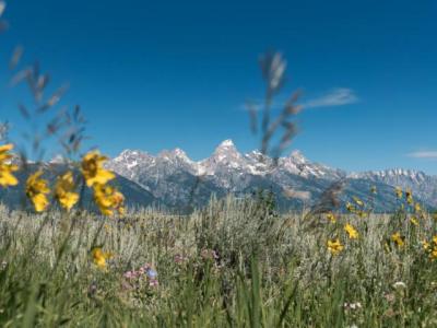 tetons in the spring