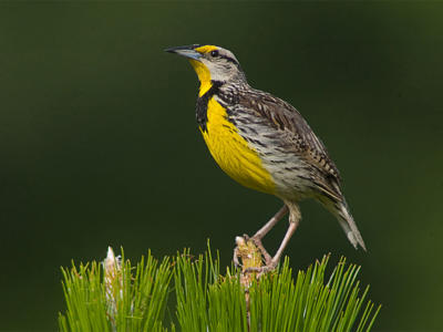 Warbler bird watching at Howell Woods Environmental Learning Center near Four Oaks, NC.
