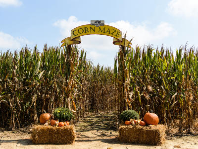 Enjoy a trip around the corn maze at Sonlight Farms in Kenly NC.