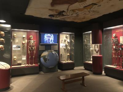 Human Origins: Searching for our Fossil Ancestors exhibit at McClung Museum 