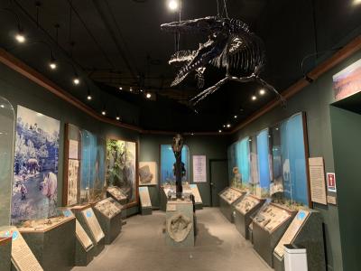 Mosasaur Cast hung from the ceiling at ​the Geology & Fossil History of Tennessee
