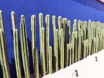 frida - muro cactus