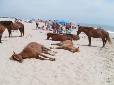 horses on the beach