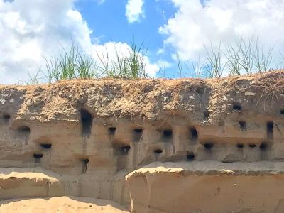 2019 Sand Dune bird holes - photo contest winner Jen Sepanski