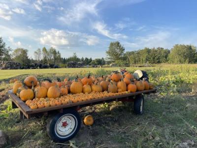 Poeschel's Pumpkin Patch
