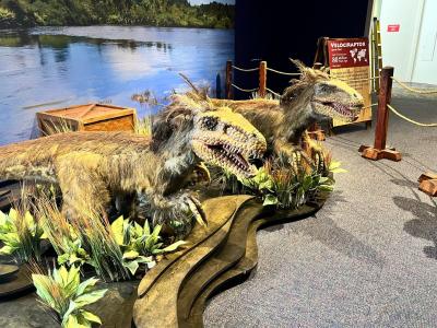 Feathered dinosaur replicas at the Rochester Museum and Science Center