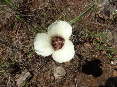 Wildflowers - Umpqua mariposa lily