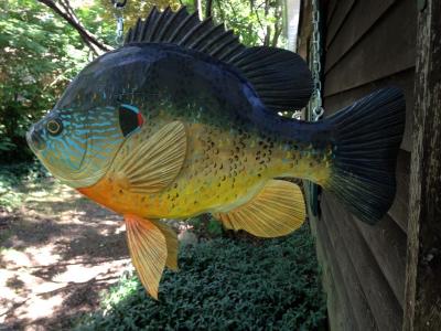 Bob Batchik Sunfish