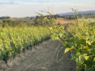 June vineyard growth