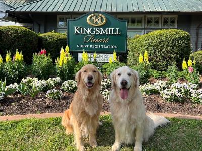 Dogs at Kingsmill Resort