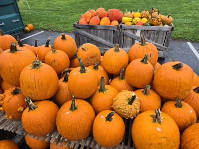 pumpkins