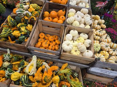 bins of mini pumpkins and gourds