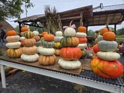 stacks of decorative pumpkins