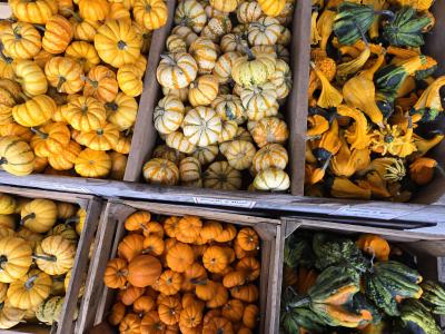 mini gourds and pumpkins