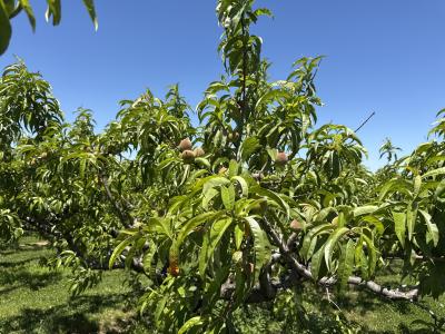 Browns peach trees