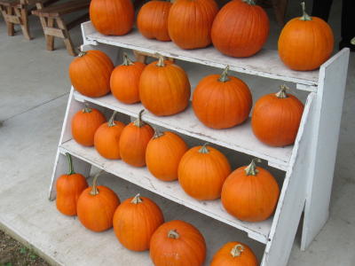Pumpkins Flinchbaugh's