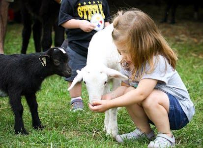 girl feeding goats