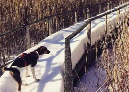 Dog on Trail