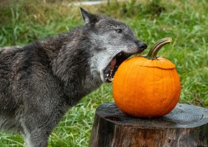 Wolf Park Halloween